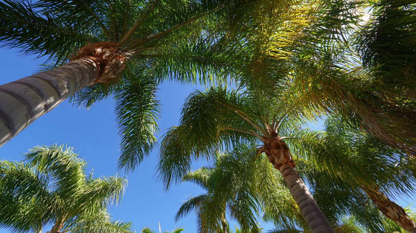 palm injections lakewood ranch fl