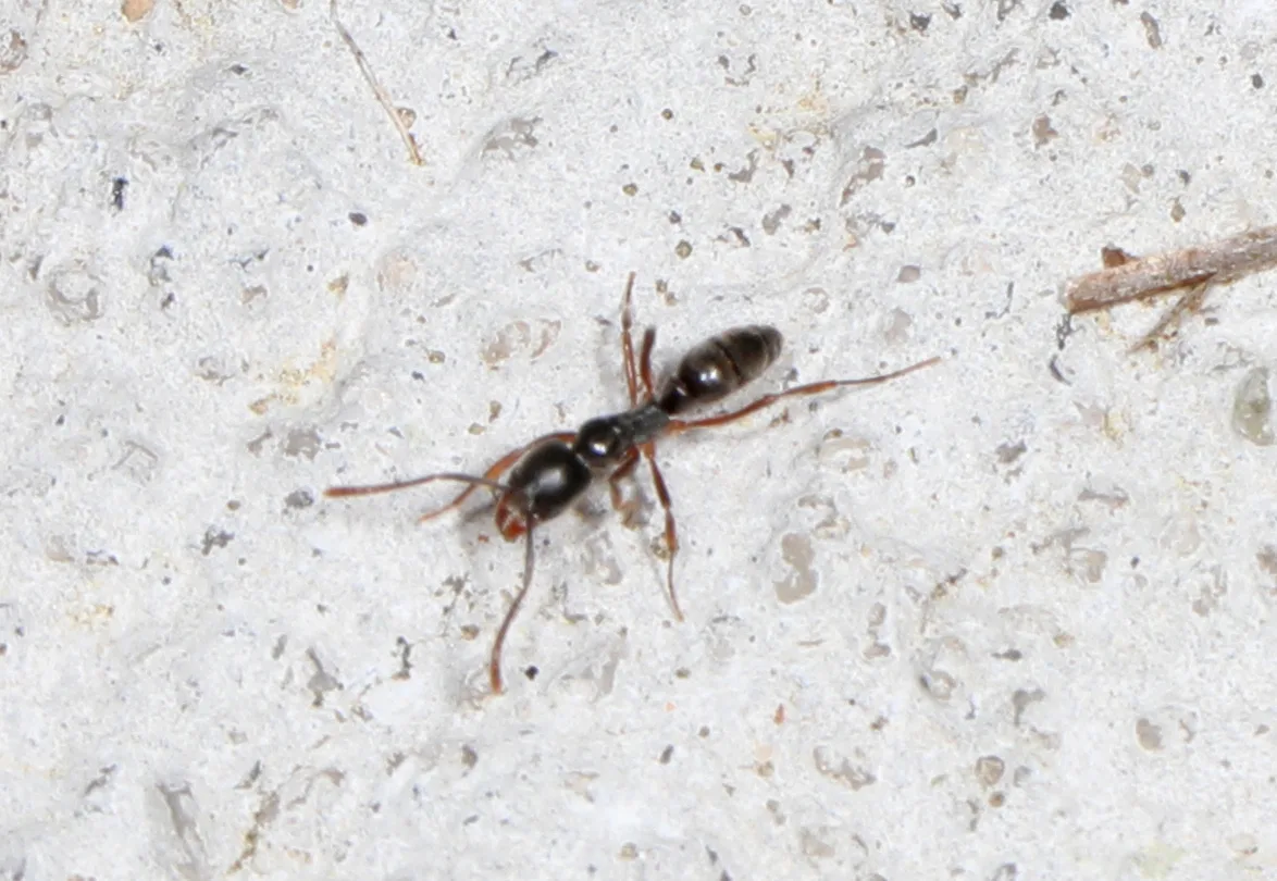 A slender dark Asian needle ant worker on concrete