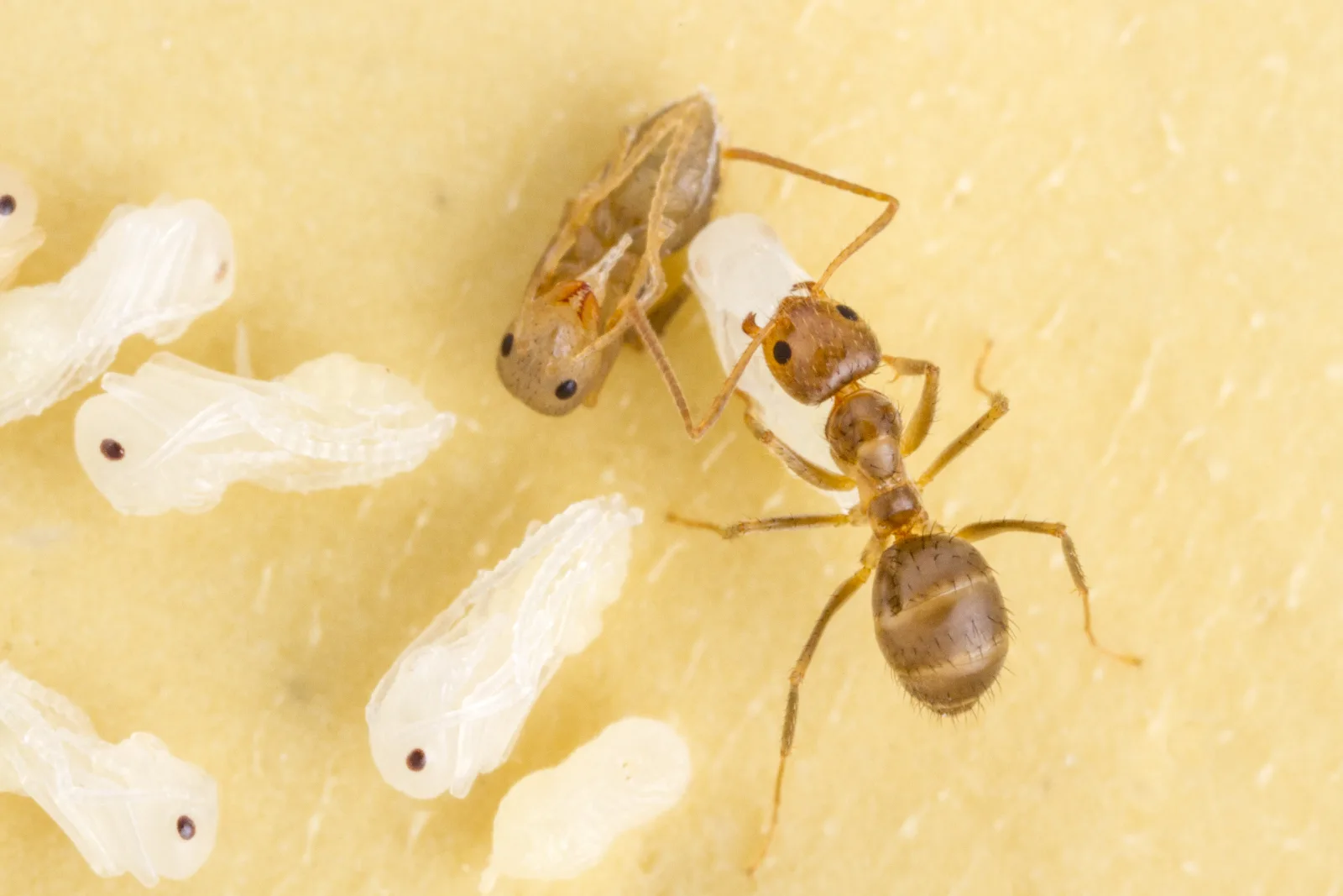 A tawny crazy ant worker tending pupae