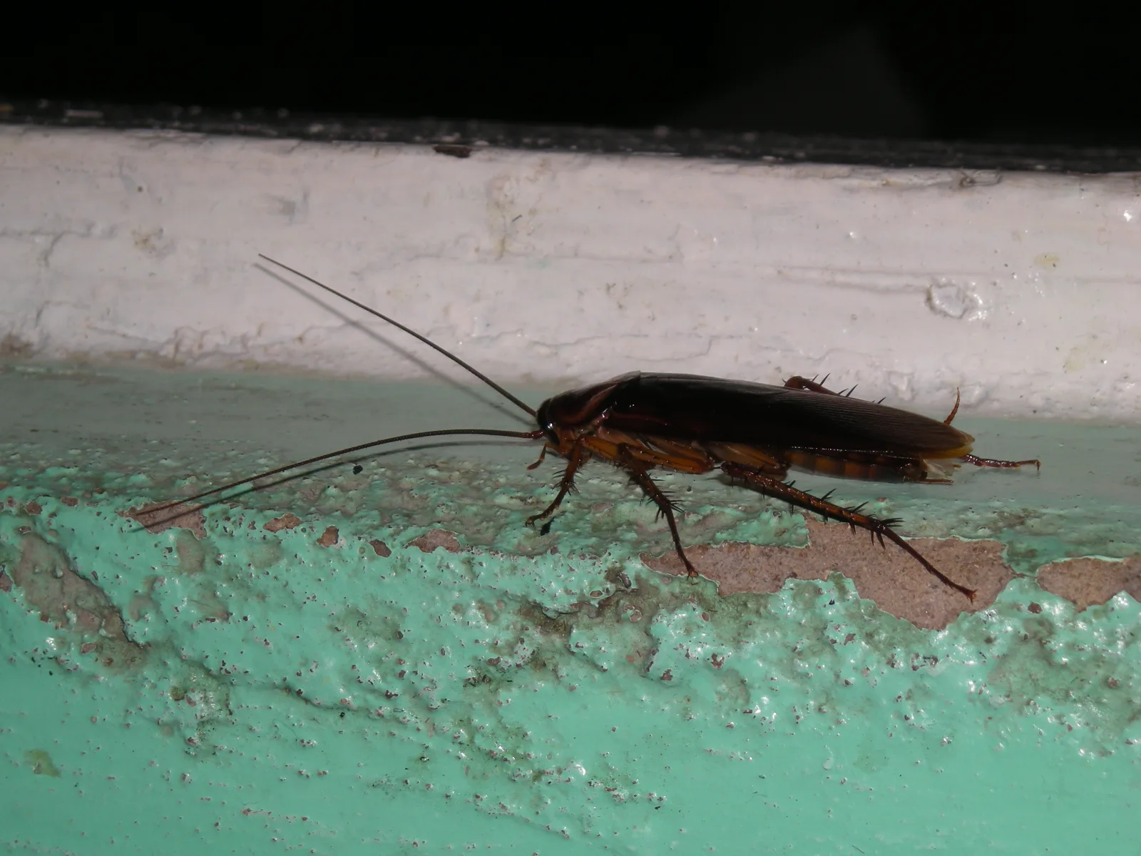 An adult American cockroach, the large reddish-brown roach Floridians call a palmetto bug