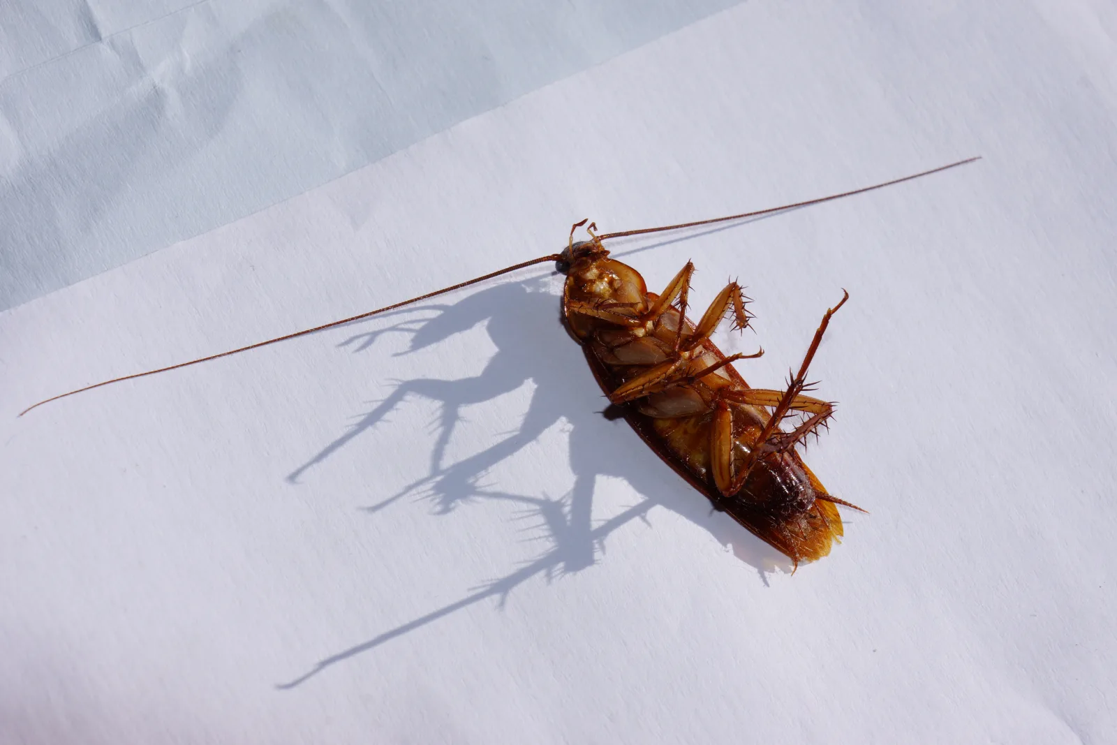 An American cockroach lying on its back after contact with insecticide