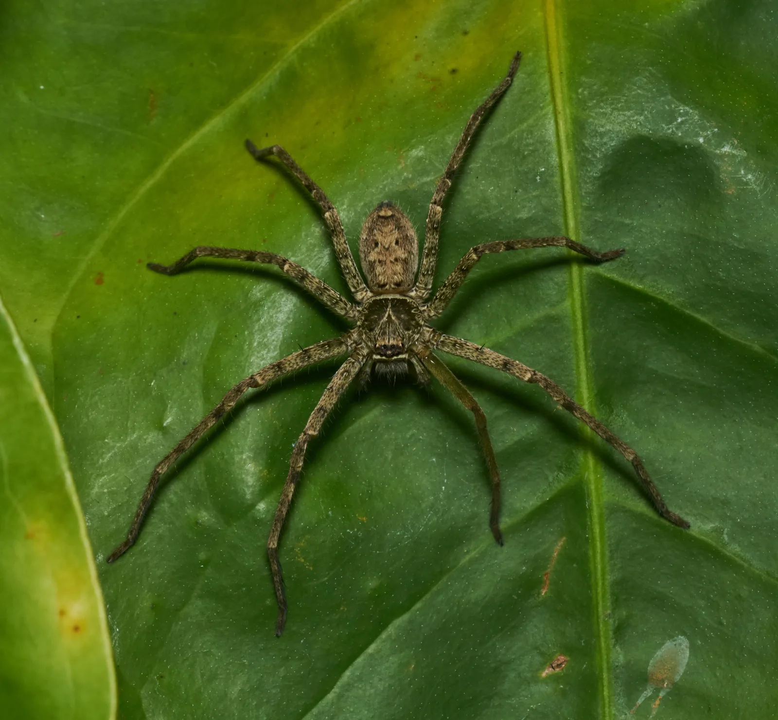 An adult huntsman spider (Heteropoda venatoria) with its legs spread sideways, crab-style