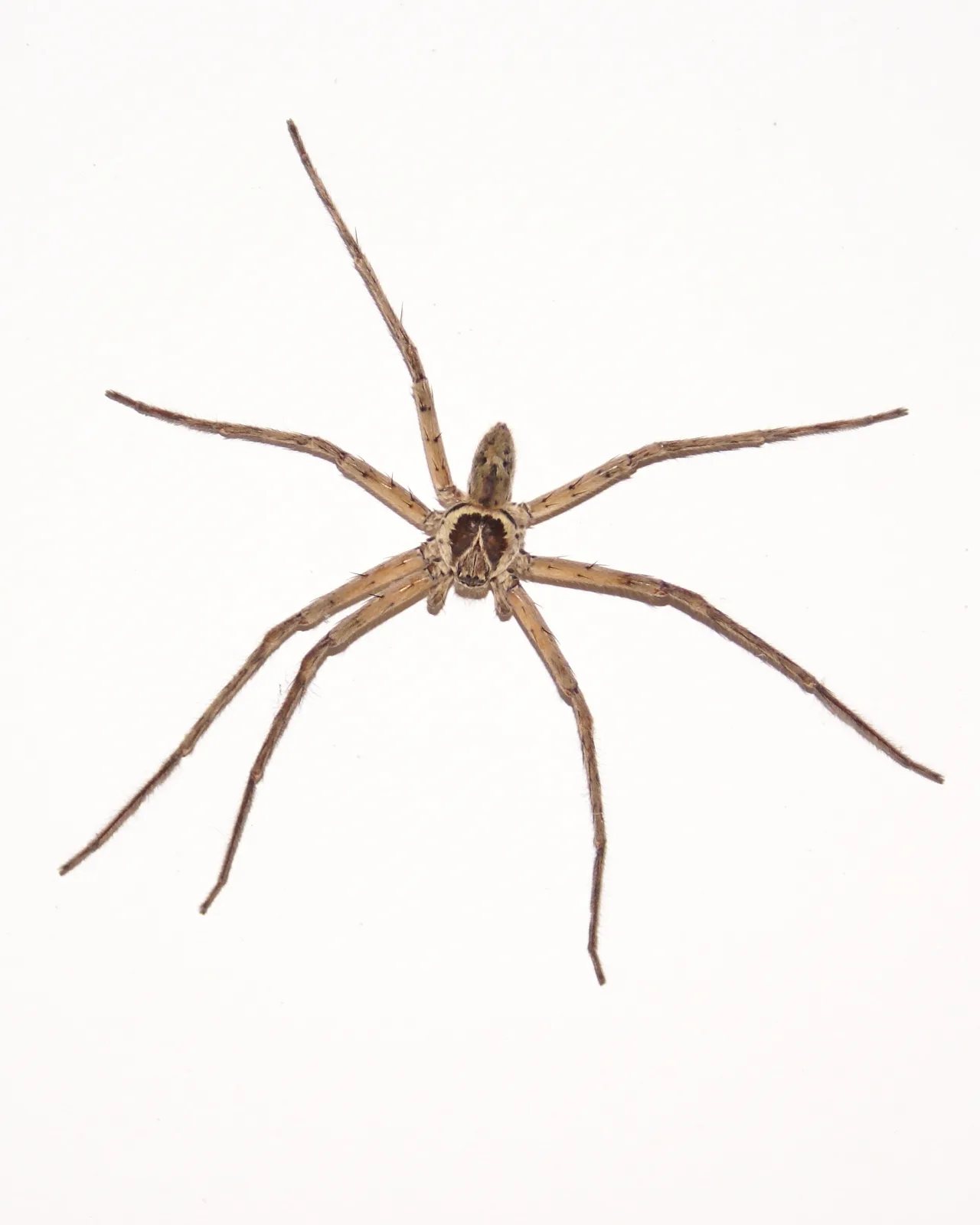 A male huntsman spider on a white ceiling indoors