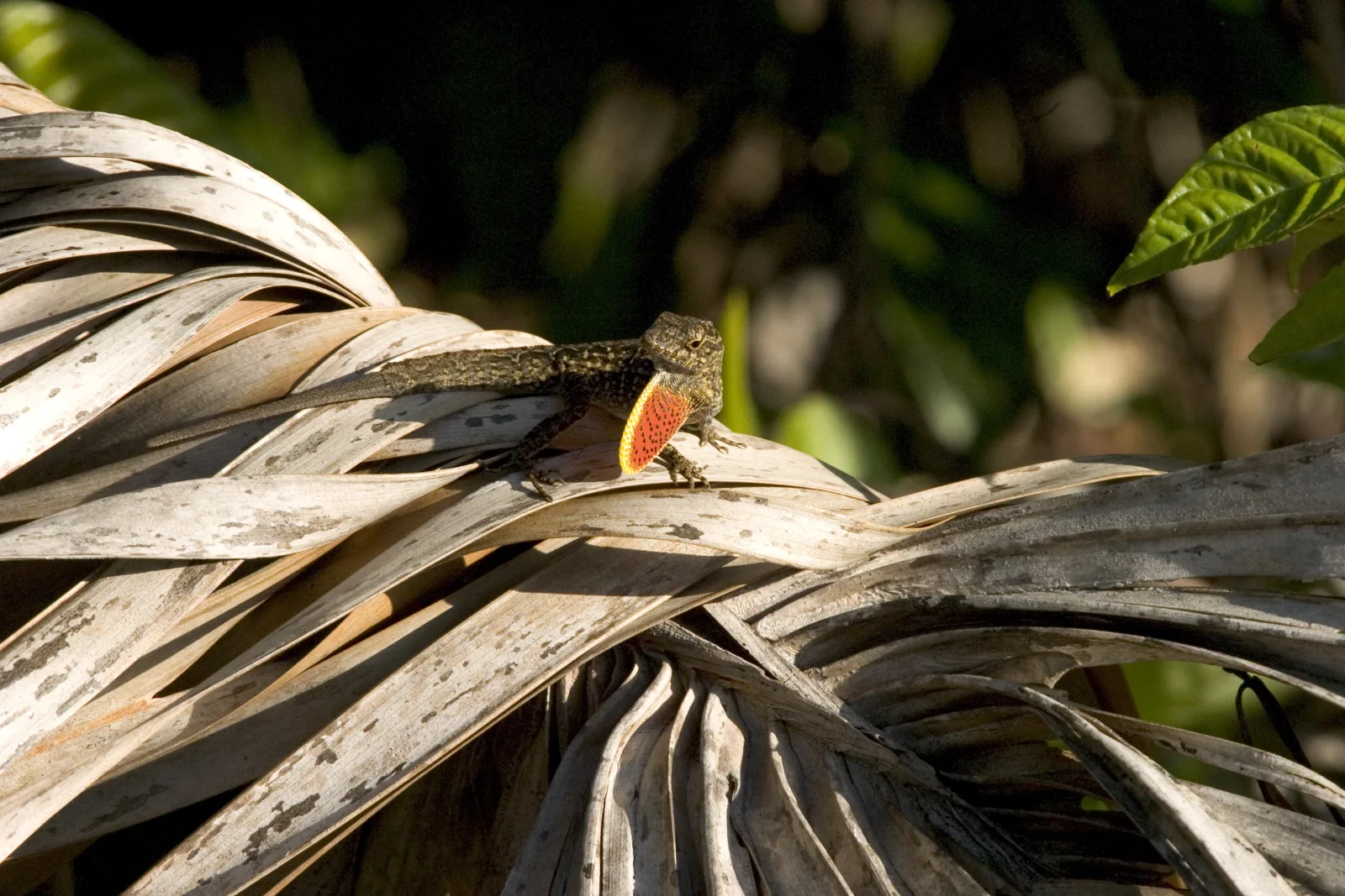 A brown anole showing its orange throat fan on a palm frond