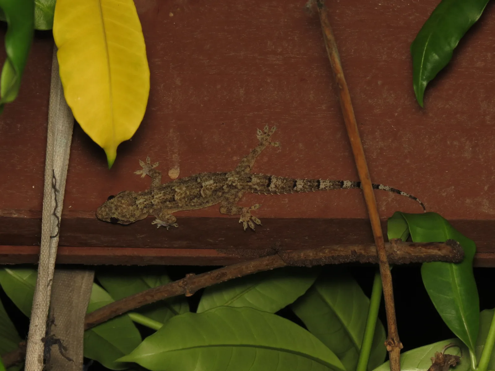 A tropical house gecko on a wooden wall at night