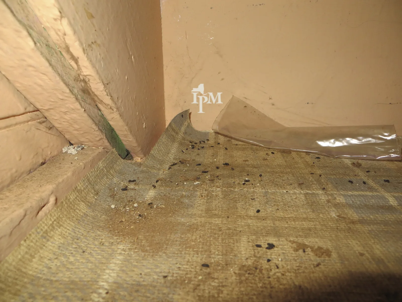 House mouse droppings scattered along a floor edge: small, dark, rod-shaped, with no white tip