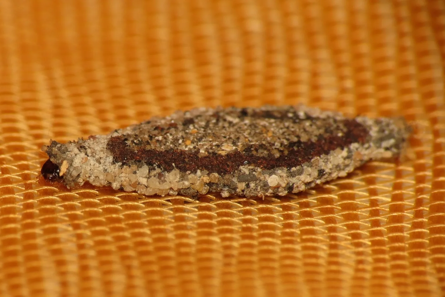 Plaster Bagworms in Southwest Florida: What They Are and How to Get Rid of Them