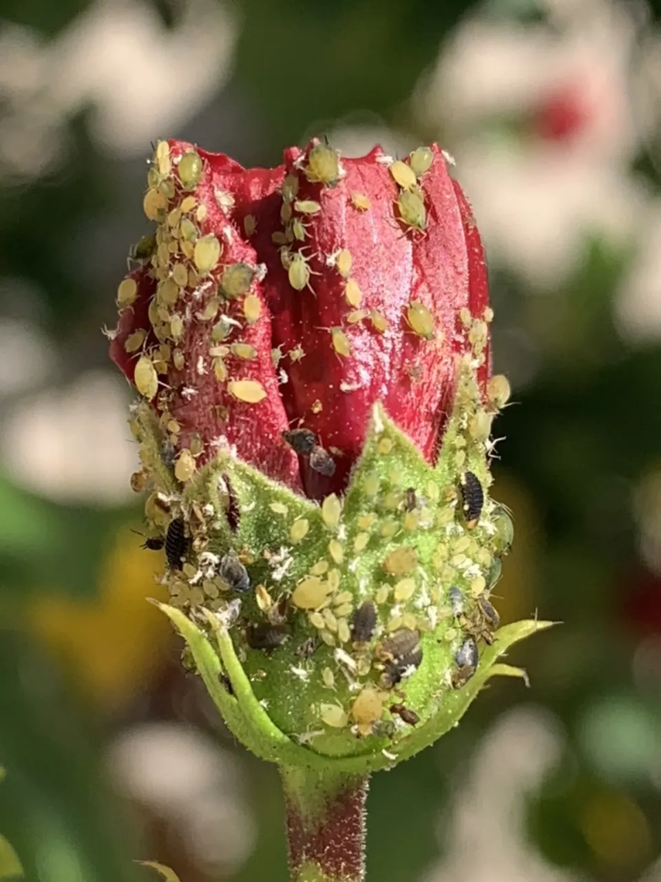 A dense cluster of green and black aphids on a rose bud