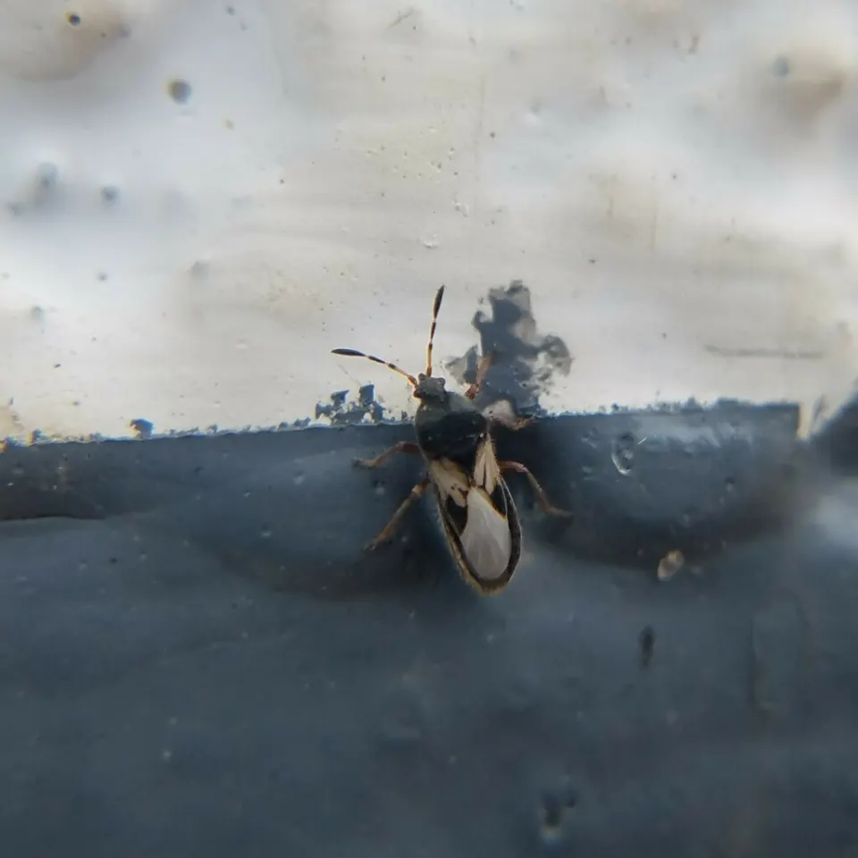 A southern chinch bug, a tiny black insect with white folded wings