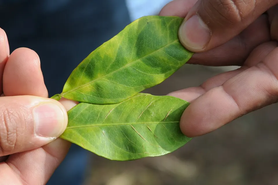 Two citrus leaves held in a hand, showing the blotchy, uneven yellowing of citrus greening