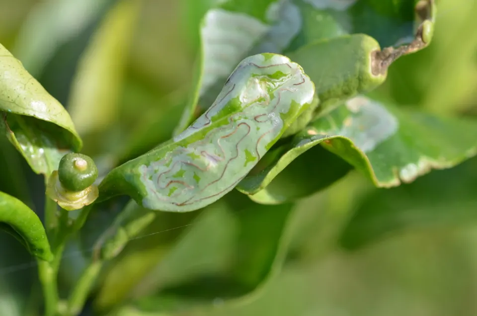 Silvery, winding leafminer trails inside a curled young citrus leaf