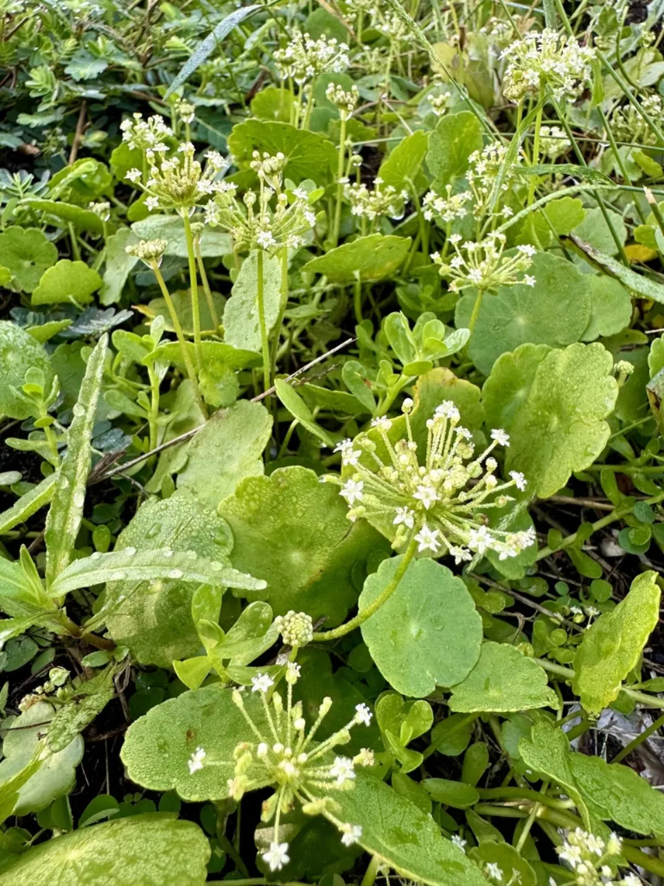 Dollarweed: round, coin-shaped leaves with small white flower clusters