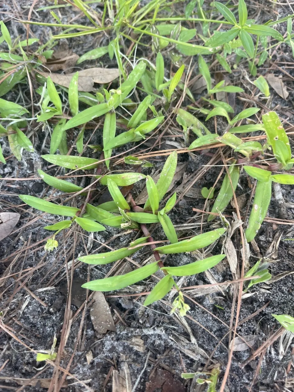 Doveweed: glossy, grass-like leaves creeping over bare sandy soil