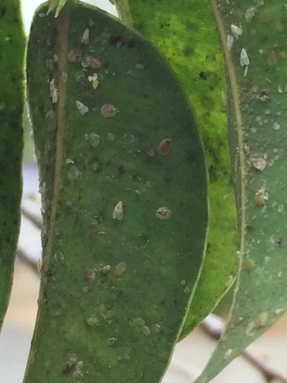 Ficus whitefly nymphs and their pale shells scattered on the underside of a ficus leaf