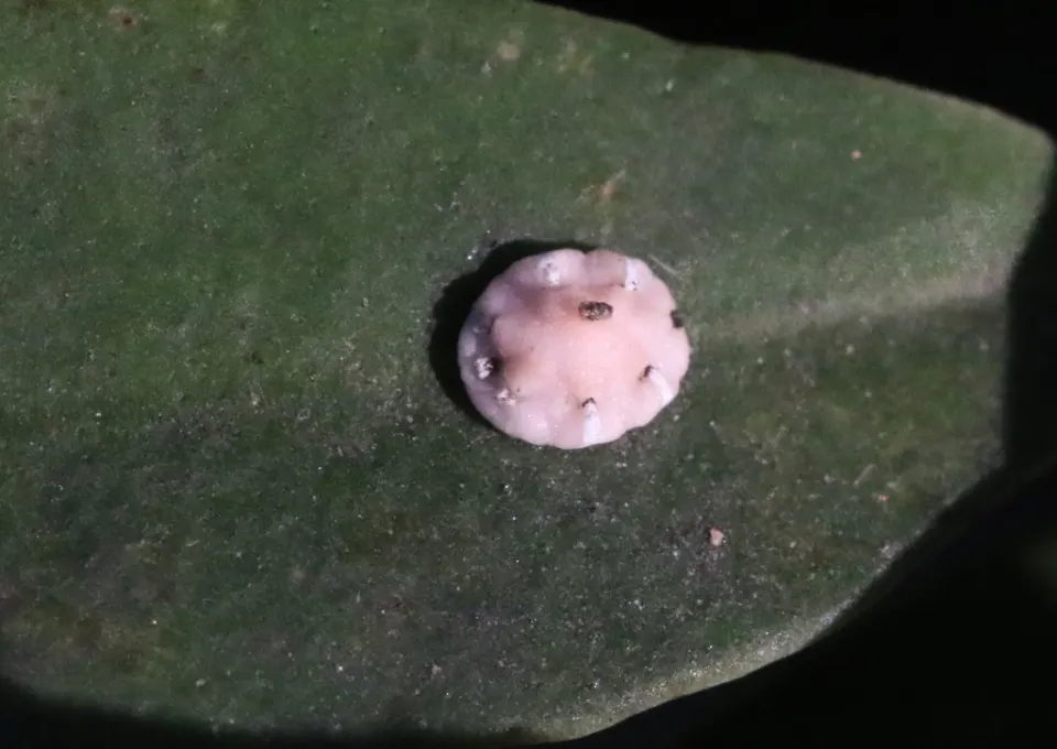 A Florida wax scale, a pinkish-white waxy dome, on a dark green leaf