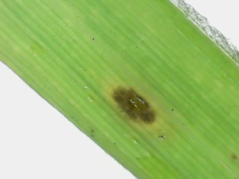 A gray leaf spot lesion: an oval brown spot with a yellow halo on a grass blade