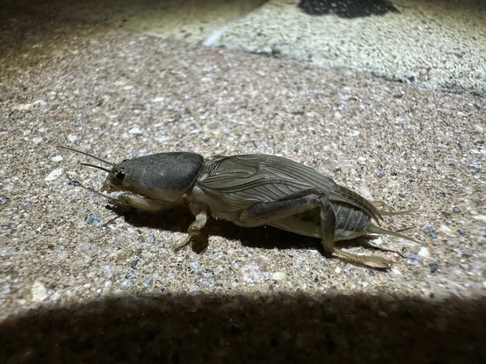 An adult mole cricket, brown with spade-like front legs, on sandy ground