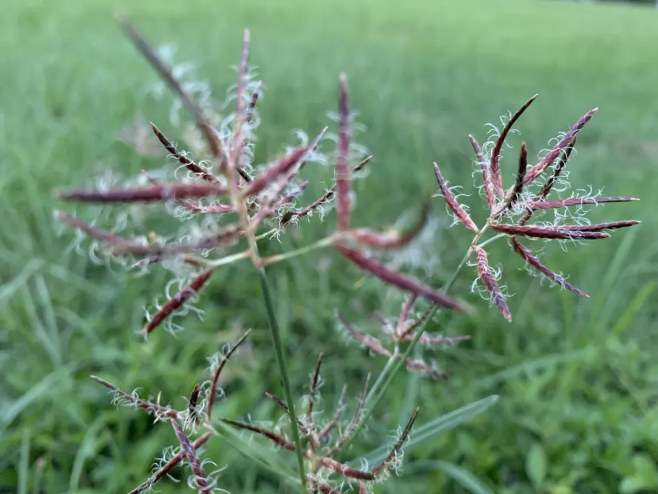 Purple nutsedge seed heads, reddish-purple spikelets, standing above a lawn